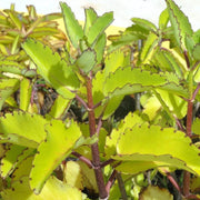 Miracle Leaf - Herbal Seeds