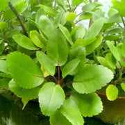 Miracle Leaf - Herbal Seeds