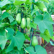 Mirliton Seeds - Vegetable Plant for Home Gardens