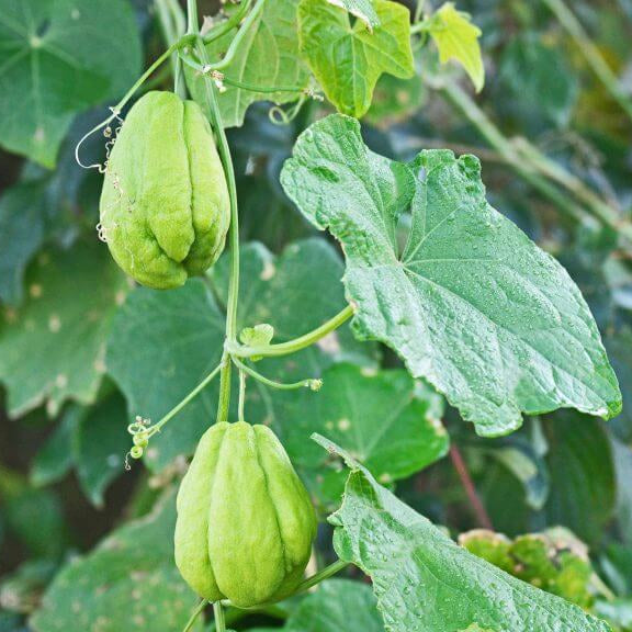 Mirliton Seeds - for Home Gardens Seeds