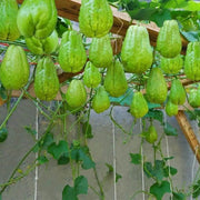 Mirliton Seeds - Vegetable Plant for Home Gardens