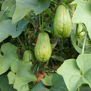 Mirliton Seeds - Vegetable Plant for Home Gardens