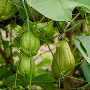 Mirliton Seeds - Vegetable Plant for Home Gardens