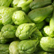 Mirliton Seeds - Vegetable Plant for Home Gardens