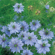 Love In A Mist Seeds – Nigella damascena