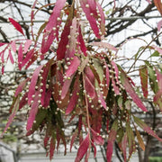 Red Cactus Mistletoe Seeds, Herbal