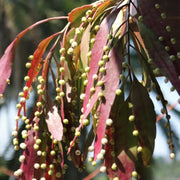 Red Cactus Mistletoe Seeds, Herbal