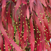 Red Cactus Mistletoe Seeds, Herbal
