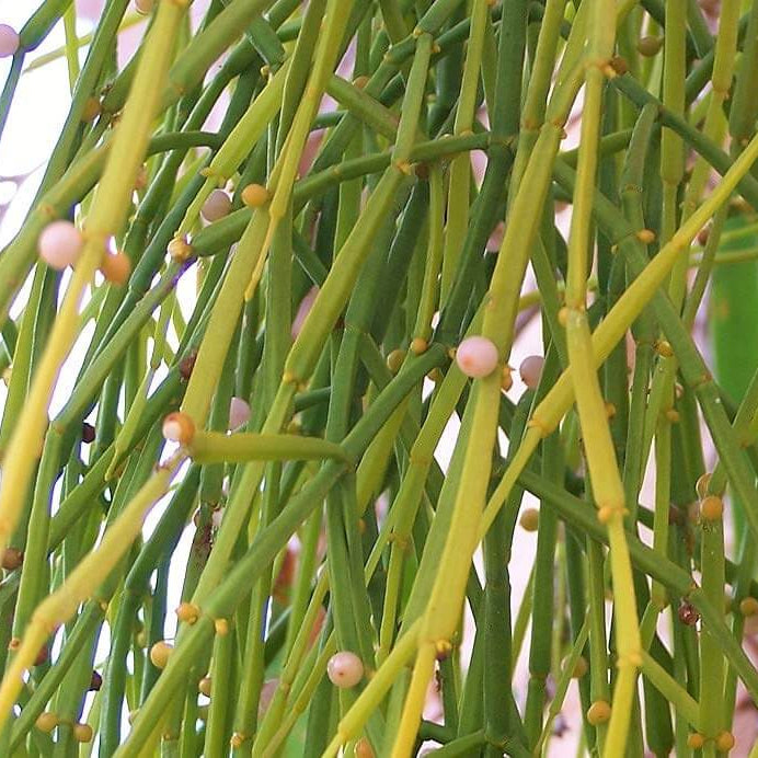 Viscum Articulatum Mistletoe Seeds, Herbal