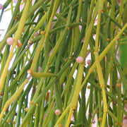 Viscum Articulatum Mistletoe Seeds, Herbal