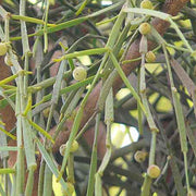Viscum Articulatum Mistletoe Seeds, Herbal