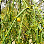 Viscum Articulatum Mistletoe Seeds, Herbal