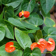 anthurium Seeds, Anthurium andraeanum