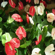 anthurium Seeds, Anthurium andraeanum
