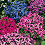 Mix Creeping Thyme Seeds - Flower Plant