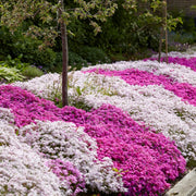 Mix Creeping Thyme Seeds - Flower Plant