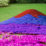 Mix Creeping Thyme Seeds - Flower Plant