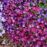 Mix Creeping Thyme Seeds - Flower Plant