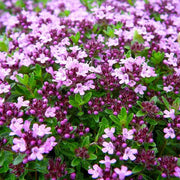 Mix Creeping Thyme Seeds - Flower Plant