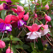 Mix Lantern Fuchsia seeds - Flower Plant