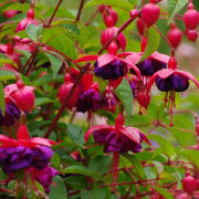 Mix Lantern Fuchsia seeds - Flower Plant