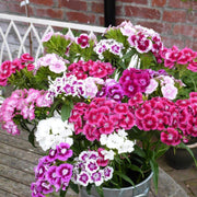 Sweet Seeds, Dianthus barbatus Flower Seeds