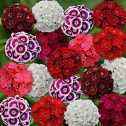 Sweet Seeds, Dianthus barbatus Flower Seeds