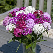 Sweet Seeds, Dianthus barbatus Flower Seeds