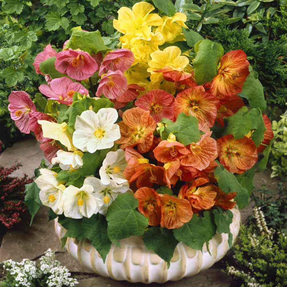 Mixed Abutilon Seeds