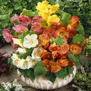 Mixed Abutilon Seeds