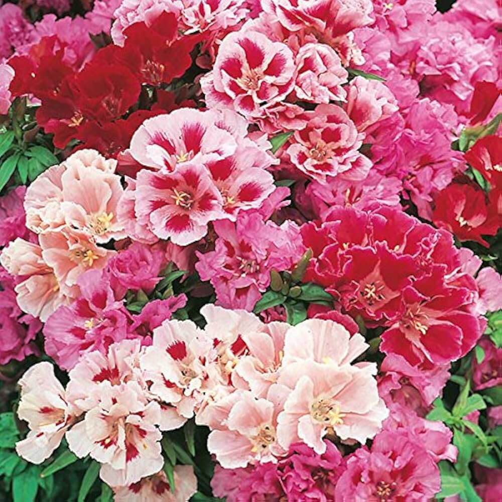 Mixed Azalea Seeds - Flower Plant