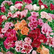 Mixed Azalea Seeds - Flower Plant