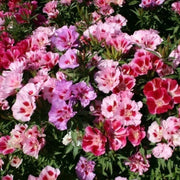 Mixed Azalea Seeds - Flower Plant
