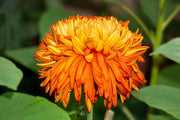 Chrysanthemum Seeds – Chrysanthemum × morifolium