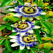 Mixed Color Passion Seeds - Flower Plant