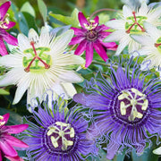 Mixed Color Passion Seeds - Flower Plant