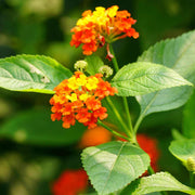 Mixed Colour Lantana Seeds - Flower Palnt Seeds