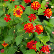 Mixed Colour Lantana Seeds - Flower Palnt