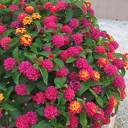 Mixed Colour Lantana Seeds - Flower Palnt