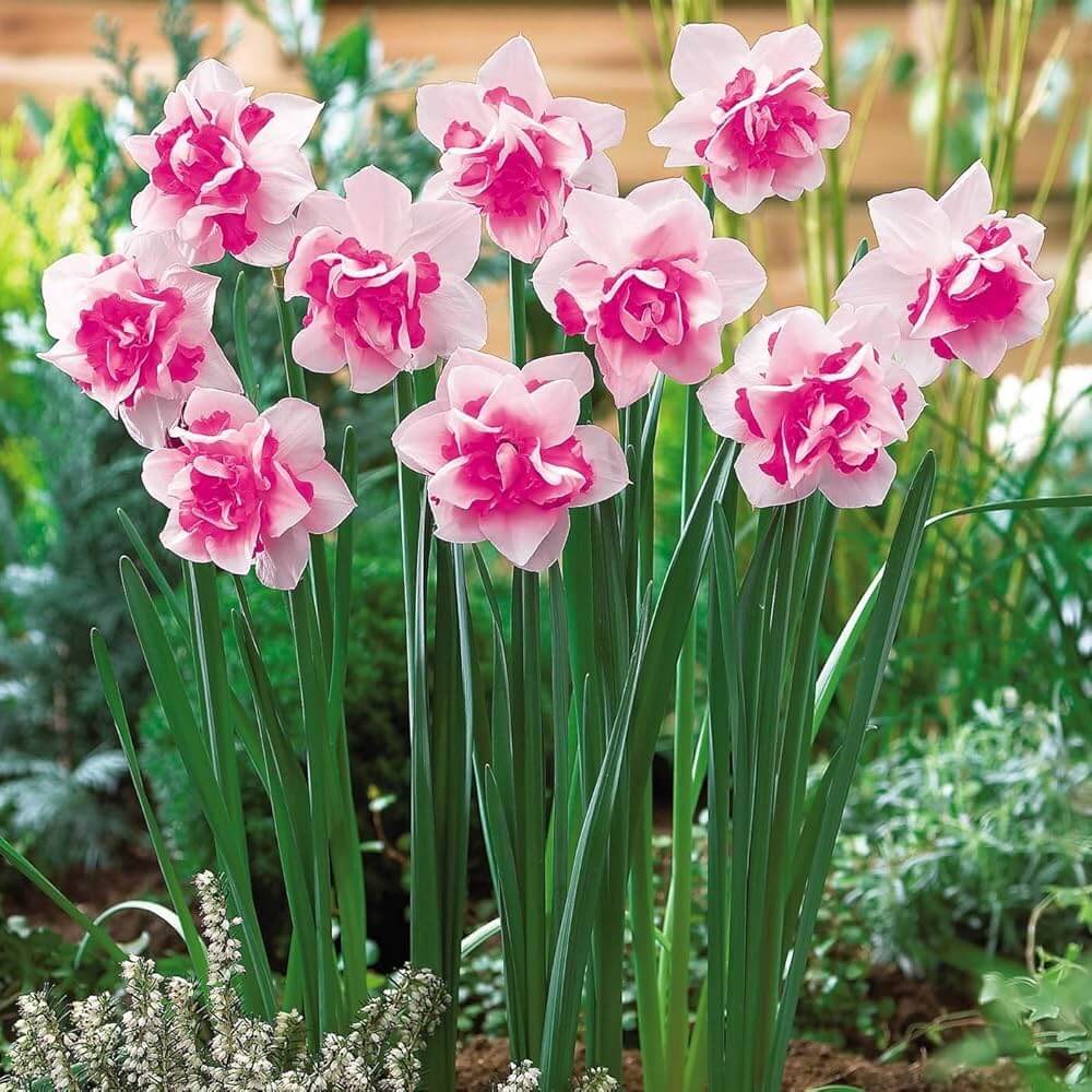 Mixed Colour Pink Daffodil Seeds - Flower Plant