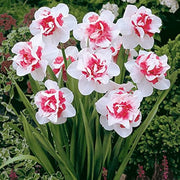 Mixed Colour Pink Daffodil Seeds - Flower Plant