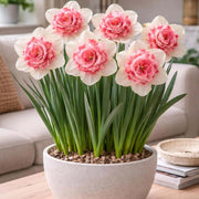 Mixed Colour Pink Daffodil Seeds - Flower Plant