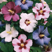 Rose Seeds, Hibiscus syriacus Flower Seeds