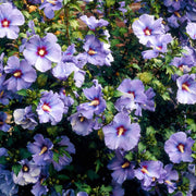 Rose Seeds, Hibiscus syriacus Flower Seeds