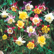 Columbine Flower Seeds – Aquilegia vulgaris
