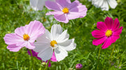 Cosmos Seeds – Cosmos bipinnatus
