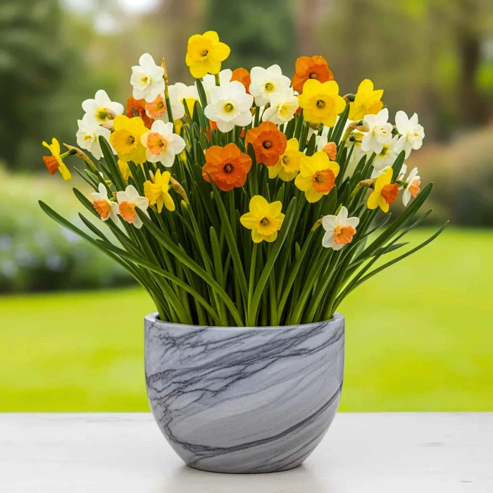 Mixed Daffodil Narcissus Seeds - Flower Plant