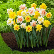 Mixed Daffodil Narcissus Seeds - Flower Plant