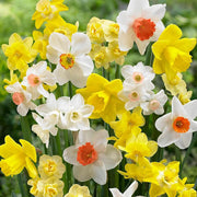 Mixed Daffodil Narcissus Seeds - Flower Plant