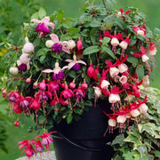 Mixed Double Petal Fuchsia Seeds - Flower Plant